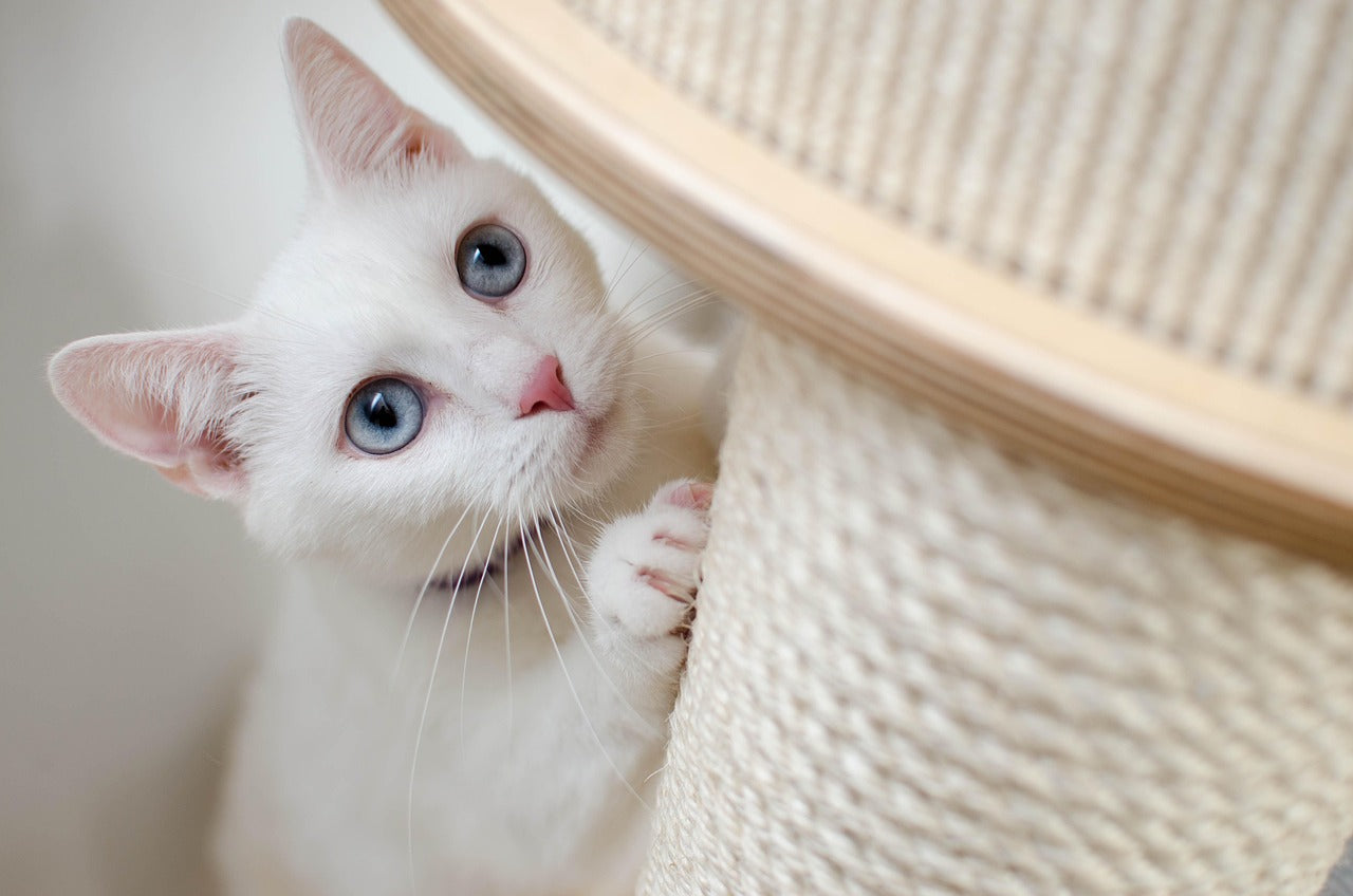 kitten scratching post 