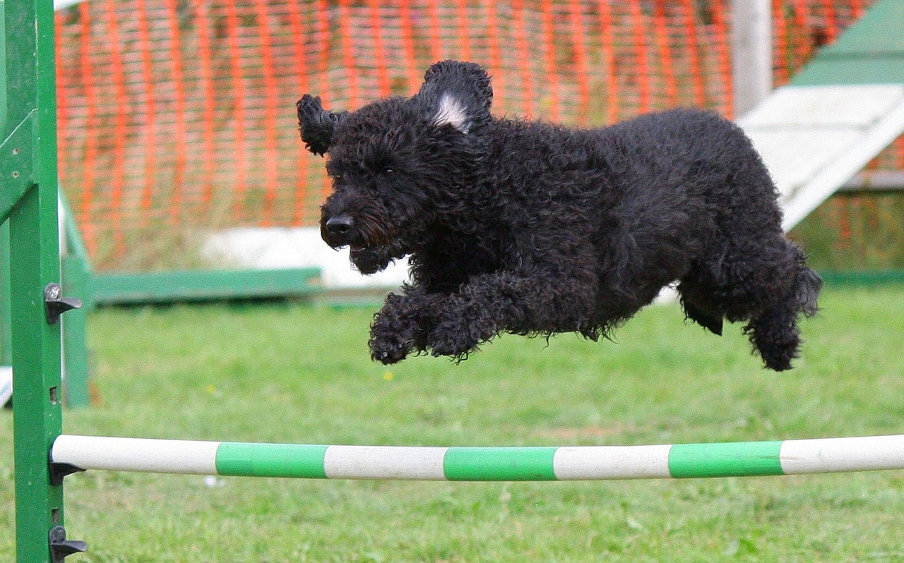 Dog jumping an obstacle 