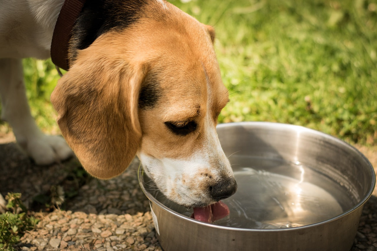 Dog drinking water from a bowl.