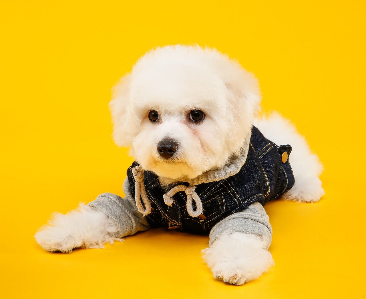 Dog modeling clothes 