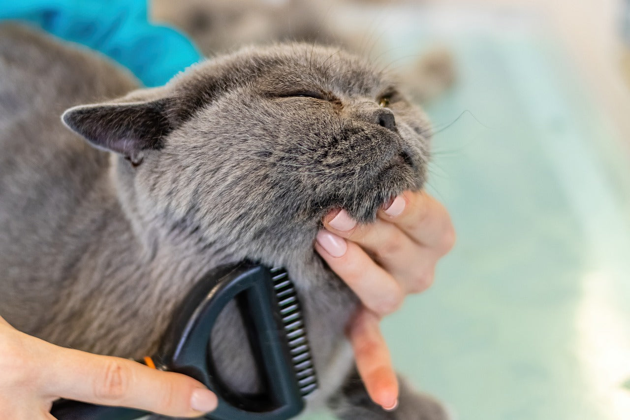 Women grooming a cat