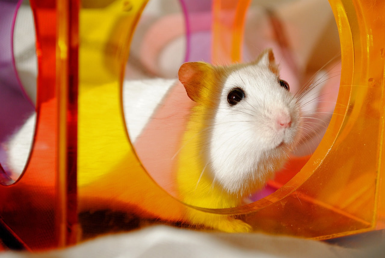 Hamster playing in cage