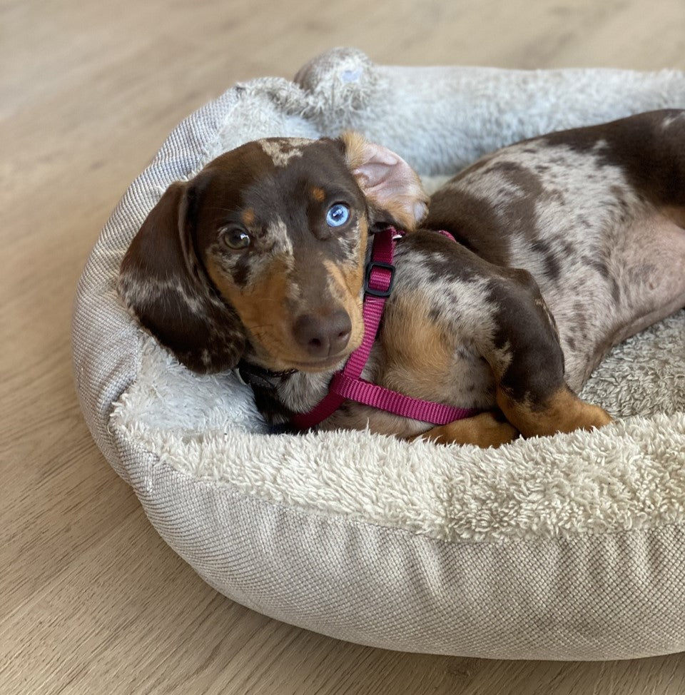 dachshund in bed