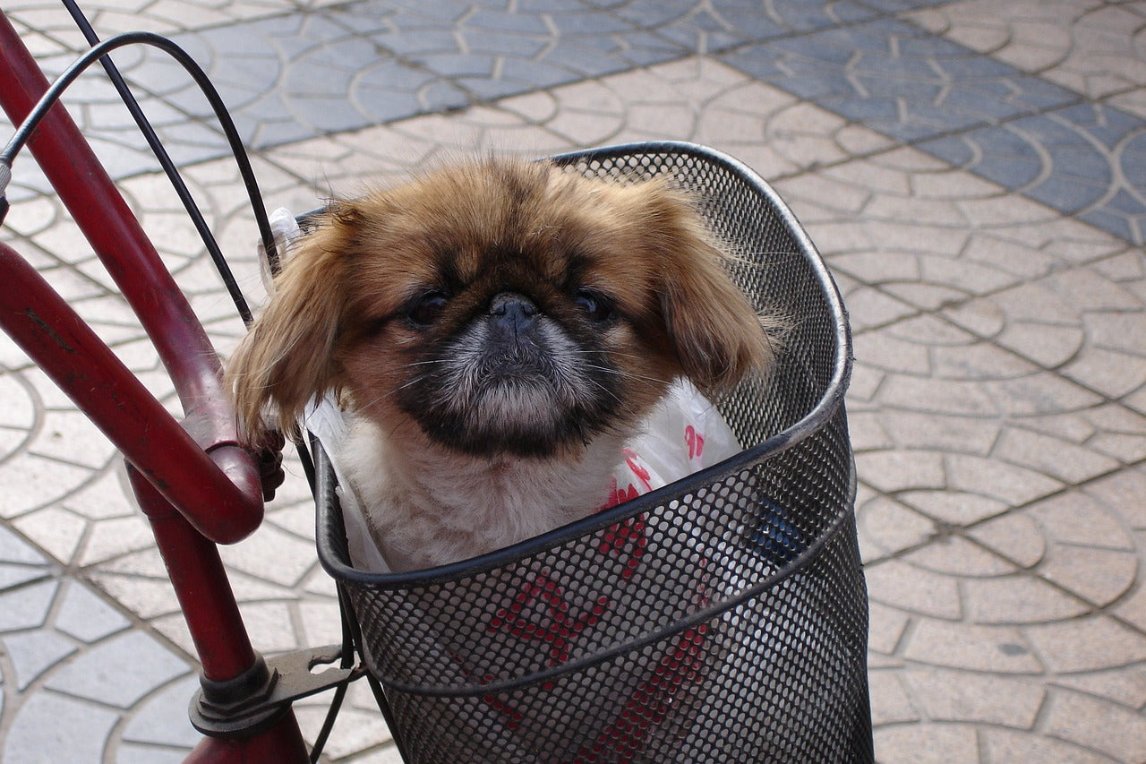 Dog in a travel basket