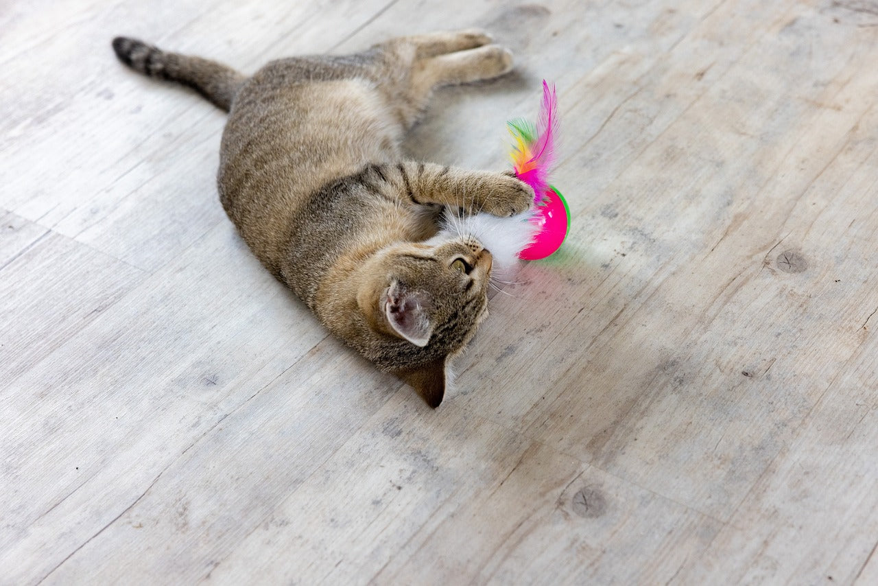 Kitten playing with feather.