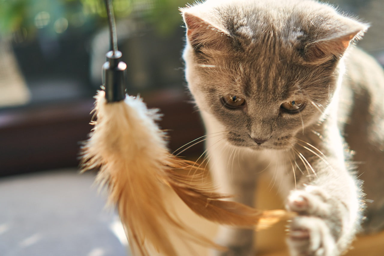 little kitting playing with feather.