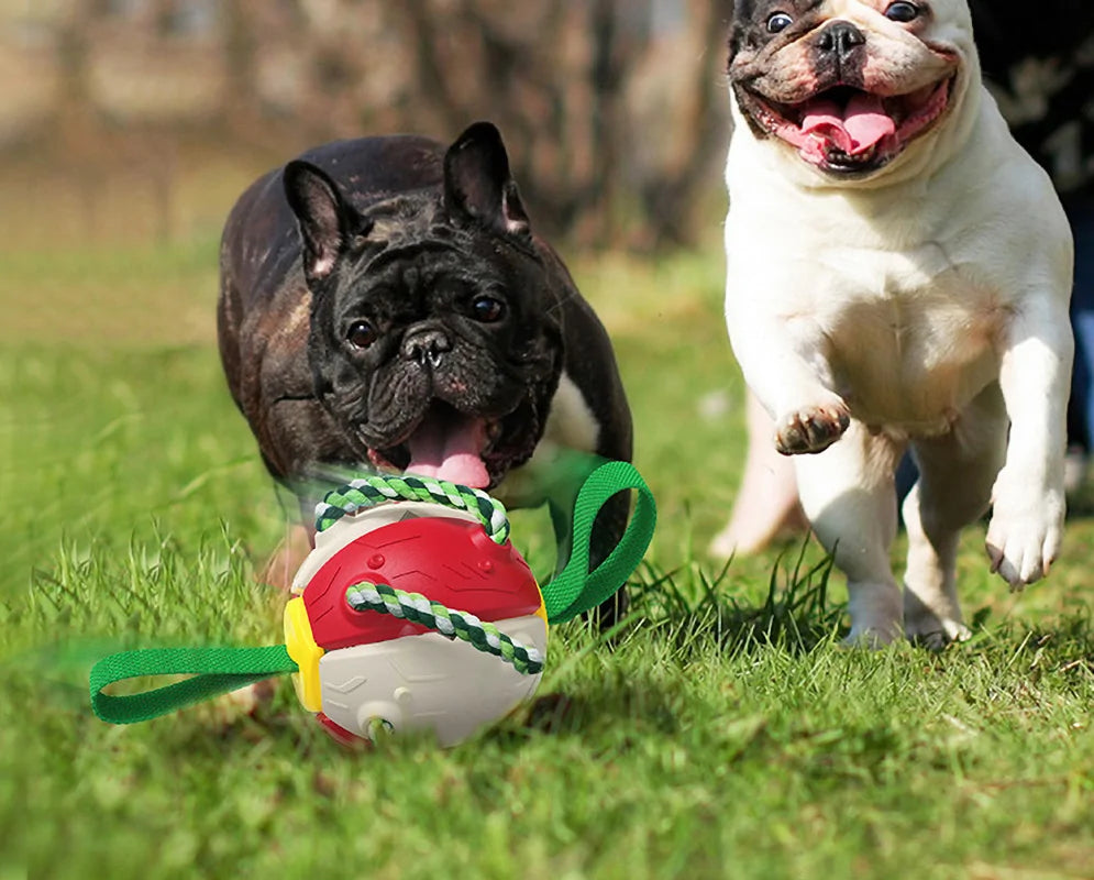 American Bulldogs playing with a ball